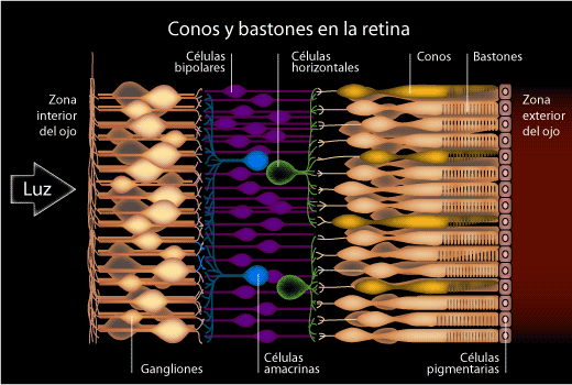 Corte lateral de la retina y sus componentes.