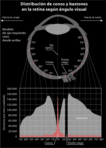 Distribución de los conos en la retina según el ángulo visual