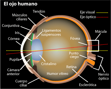El ojo humano y sus componentes.