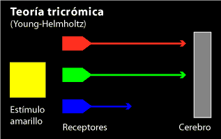 Esquema de la teoría tricrómica